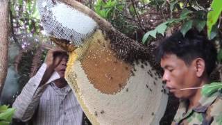 Hd Harvesting Honey From Giant Honeybees