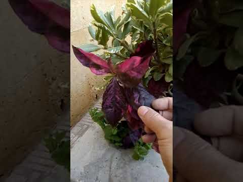 ازى اجعل الالينتيرا قرمزيه اللون حمراء ليست خضراء باهته     