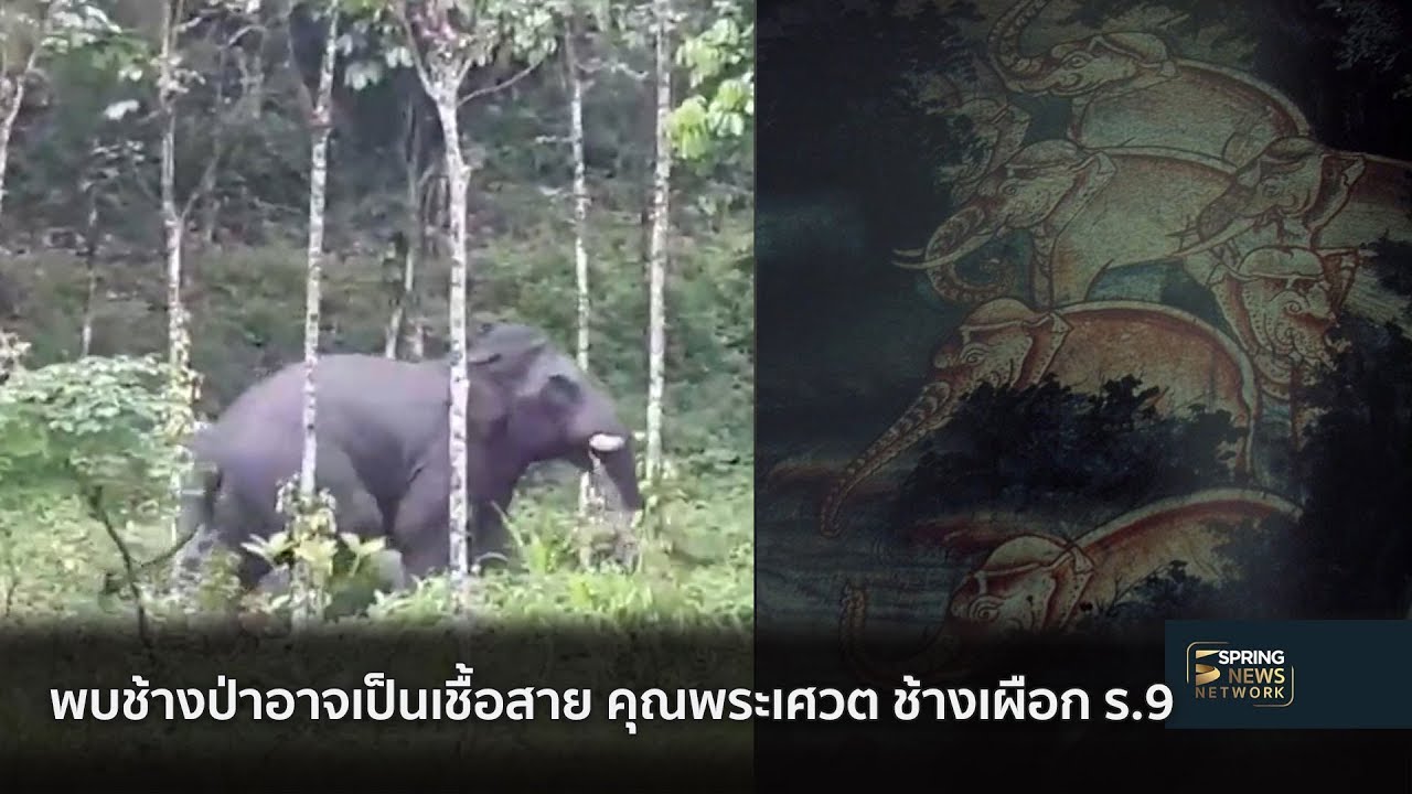 ฮือฮาพบช้างป่านครศรี อาจมีเชื้อสาย คุณพระเศวต ช้างเผืิอก ร.9 | ตื่นข่าวเช้า | 3 พ.ย. 61