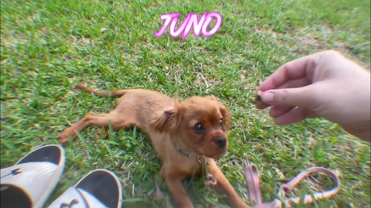 10-week-old-puppy-learns-amazing-amount-in-2-weeks-youtube