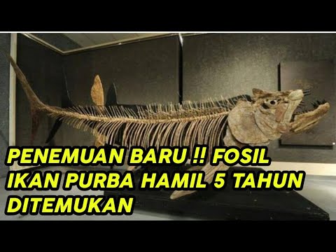 Video: Fosil Ikan Yang Paling Tidak Biasa - Pandangan Alternatif