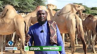 In ka badan 1500 oo neef oo geel ah oo loogu talagalay Xuska Nabi Maxamed (NNKH)