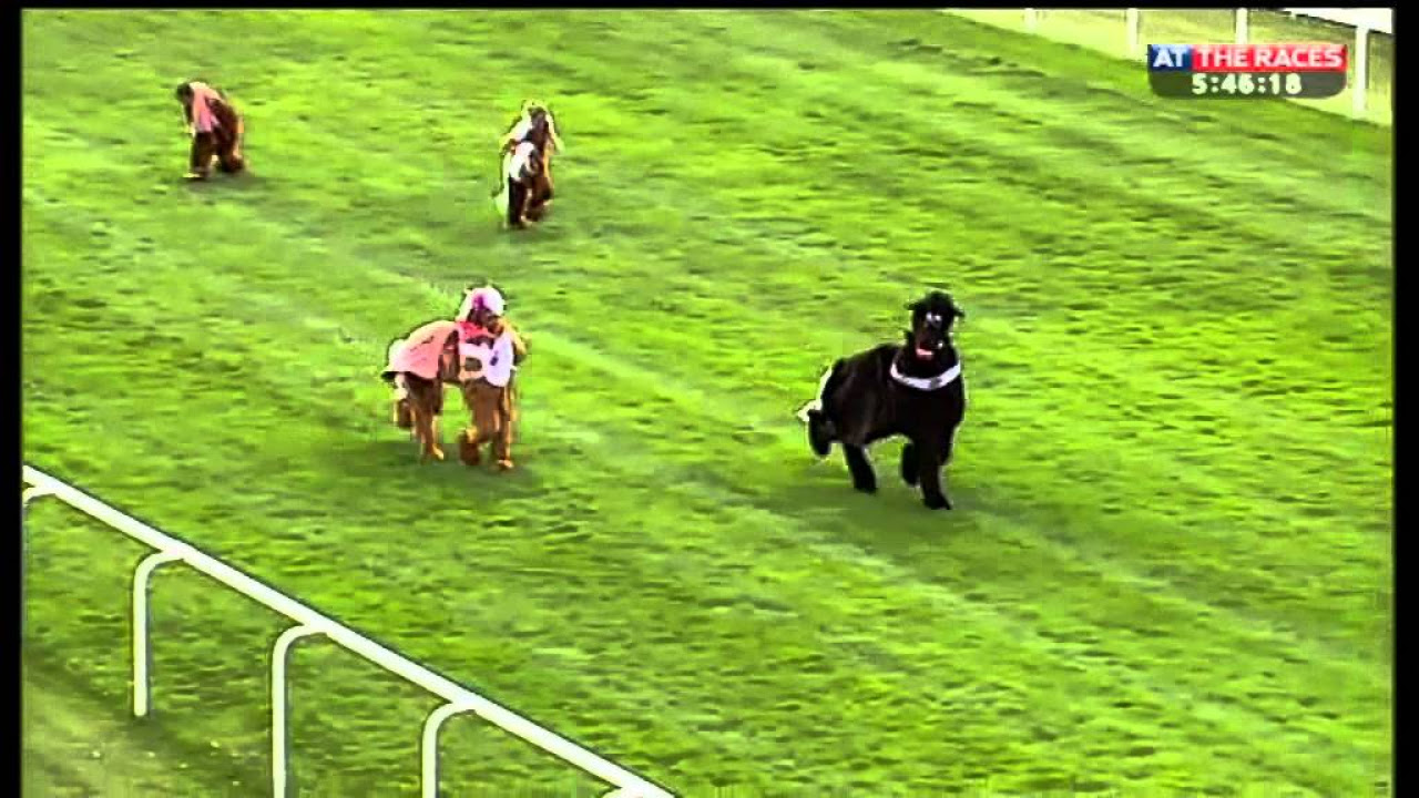 Pantomime horse race in aid of CLIC Sargent