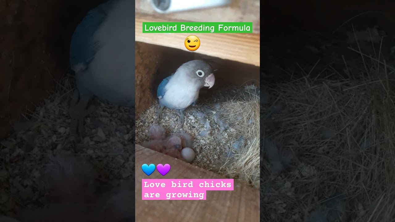 Lovebird Breeding Formula  💙💜 