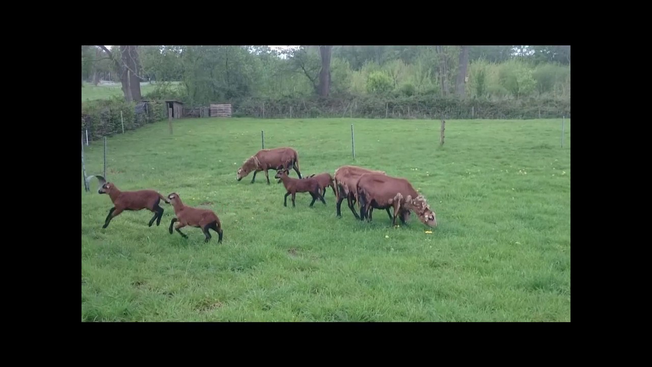 Barbados Black Belly lambs partying in fresh pasture YouTube