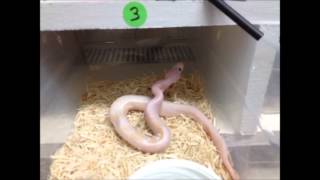 Super Fire Update: Assist Feeding