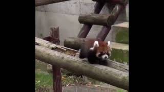 Red Panda Derpwalking On A Beam Cute Animals