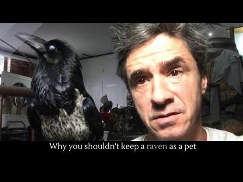 Peter Caine Dog Training - YouTube