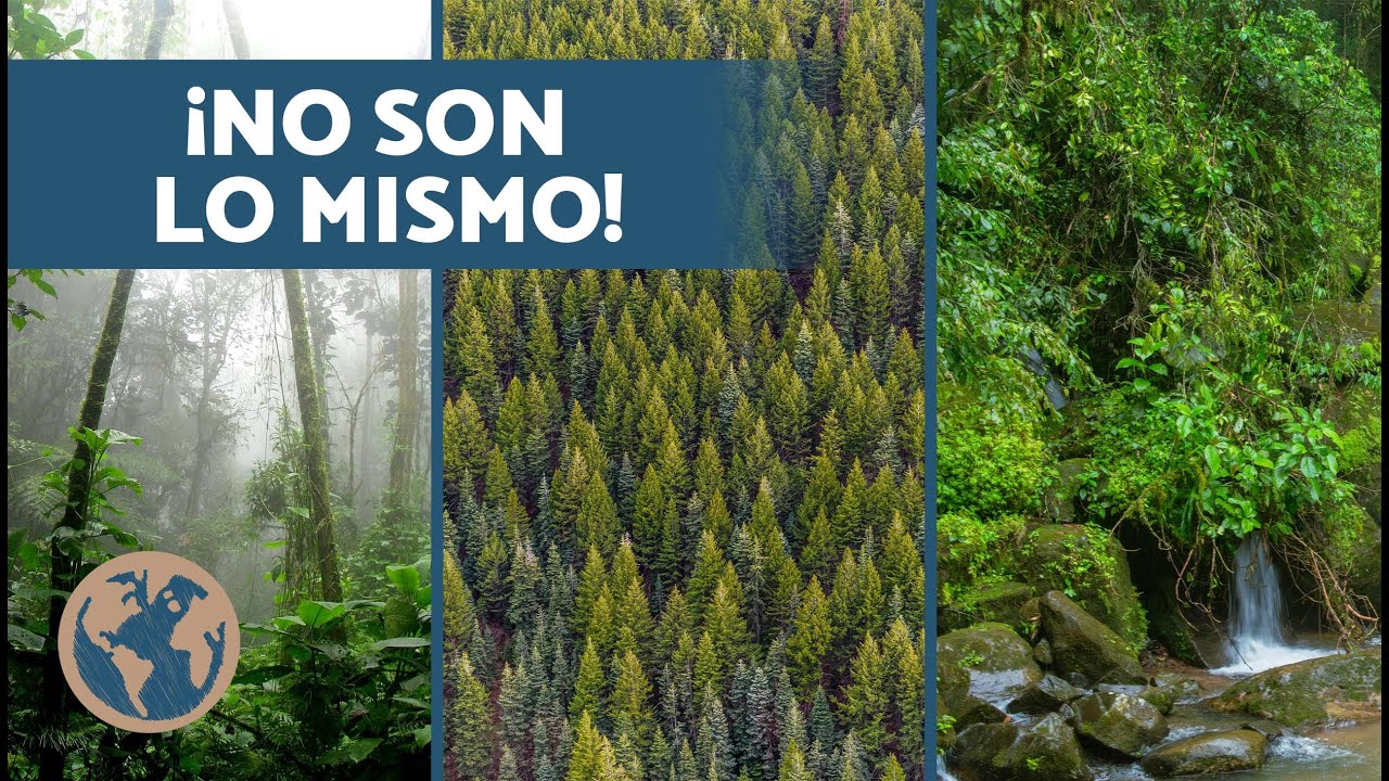 Diferencias entre BOSQUE, SELVA y JUNGLA 🌳 ¿Qué son un bosque, selva y