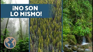 Diferencias entre BOSQUE, SELVA y JUNGLA 🌳 ¿Qué son un bosque, selva y jungla?