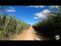 Sonido del viento en hermoso cañaveral para relajarse y dormir 🍃🎧 | Silbido, Brisa del Viento