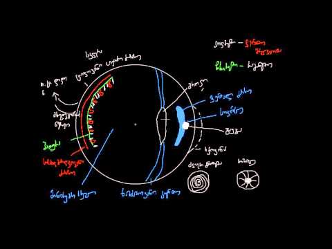 მხედველობის ორგანო-თვალი