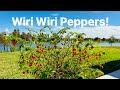 Wiri Wiri Peppers Guyana Suriname Wiri Wiri Peppers Guyana Suriname