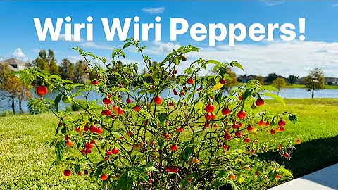 Wiri Wiri Peppers! Guyana Suriname