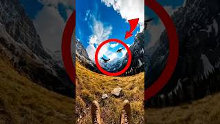 A Baby Snow Leopard Appeared on His Porch… Then the Eagles Came 😨🦅