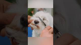 ¡CARITA PERFECTA! Cómo CORTAR EL PELO de los OJOS en un perro Bichón Maltés en casa