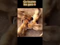 Les gars, on mange ? 😂🐶
