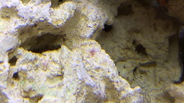 First signs of coralline algae