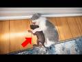 【その後】授乳中の母猫に育てられた「あの小さなリス」を、野生に返して188日後…窓越しで奇跡の再会【感動する話】