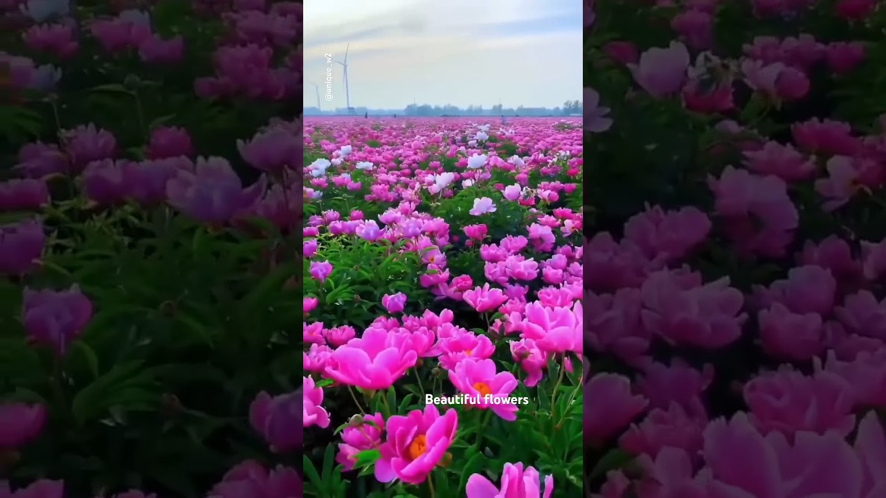 Natural Flowers #colourful #flowers #nature #roseflowergarden #shorts #youtubeshorts