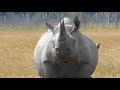 Black Rhino Mother with calf, Ol Pejeta Conservancy, August 2018