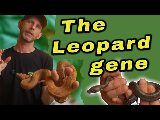 These Leopard Boas Will Blow Your Mind! 🐍 | 2025 Morph Combos