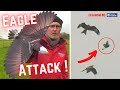 Mon rc eagle attaqu par des oiseaux de proie  go go bird eagle 1020 ornithoptre rc