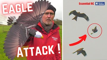 MY RC EAGLE ATTACKED BY BIRDS OF PREY ! Go Go Bird EAGLE 1020 RC Ornithopter