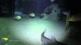 National Aquarium In Baltimore Scuba Dive - Atlantic Edge