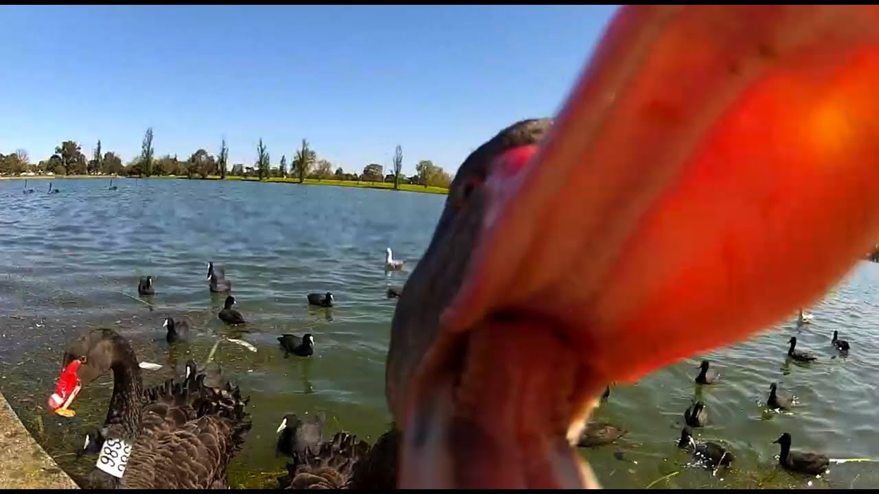 When A Killer Swan Attacks