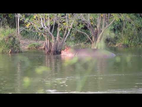 Researchers film invasive Colombian hippos