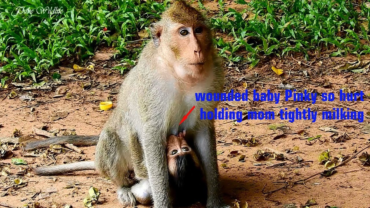 monkey fight night Poor Injured baby Pinky is still so hurt & sad holding mom tightly milking all.