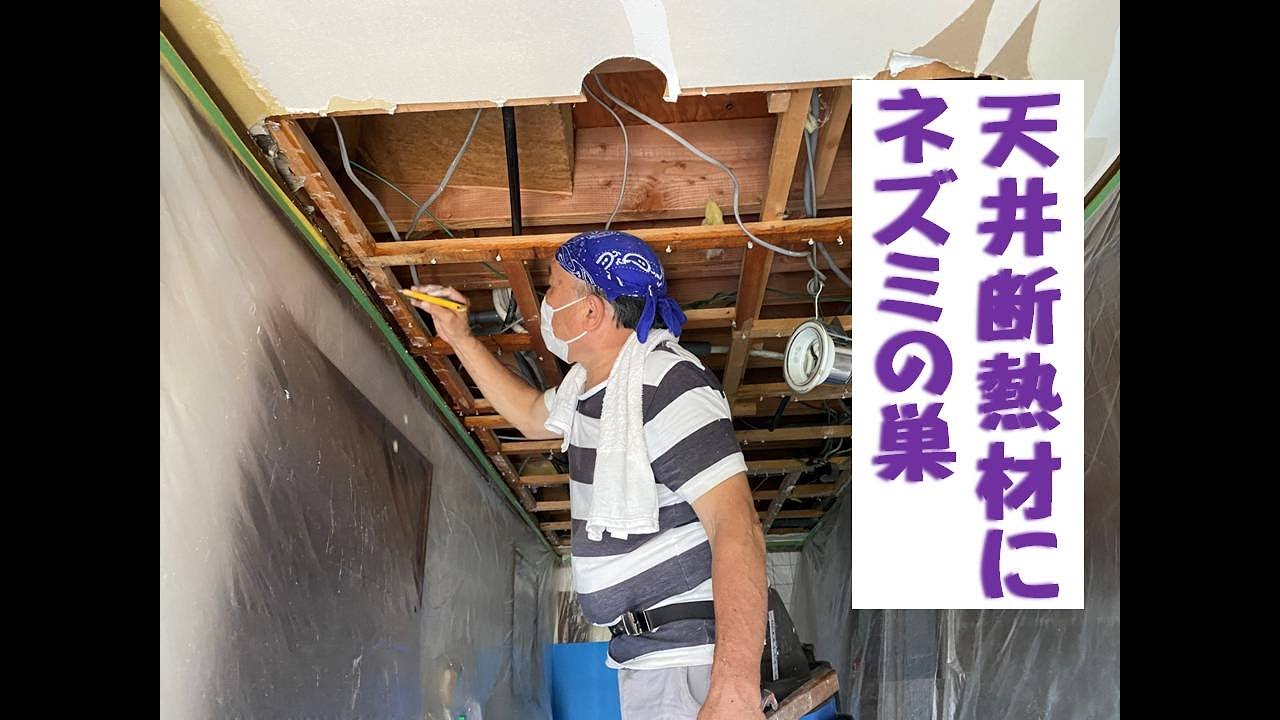 ネズミのせいで天井解体、驚きです！降り注いだのはネズミの糞でした。恐ろしい！