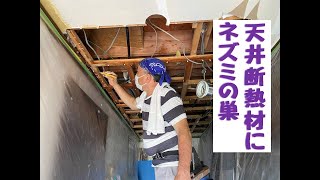 ネズミのせいで天井解体、驚きです！降り注いだのはネズミの糞でした。恐ろしい！