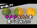 【超々激レア】キメラみかんを食べてみた！