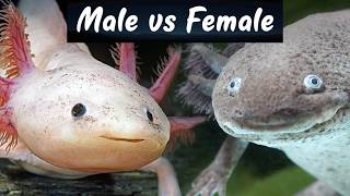 🕵️♂️ How to SPOT Male vs Female Axolotls (ULTIMATE Gender Guide!) | Axolotl Care Tips