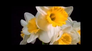 Dini Trandu-Vreari Di Lilici