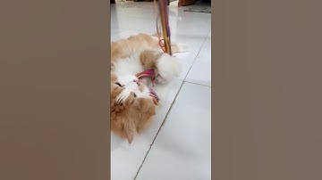 This cat toy is amazing 😹 | Awesome Cat Toy! | #cat #shorts #catlover