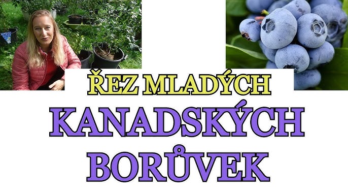 Rez Kanadskych Boruvek