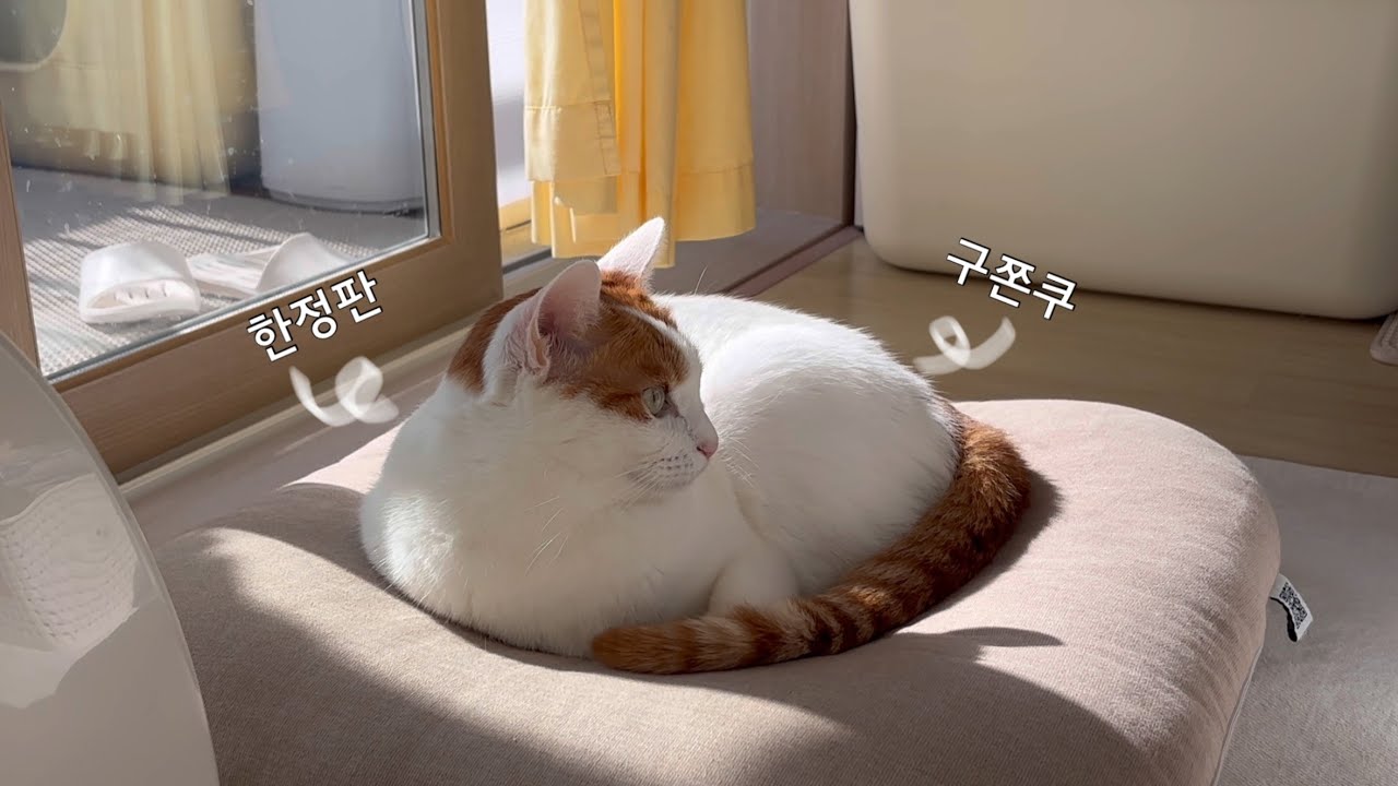 요즘 유행하는 두쫀쿠 말고.. 구쫀쿠