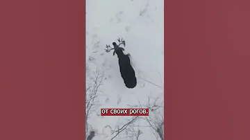😲 Впервые засняли как лось сбрасывает рога!