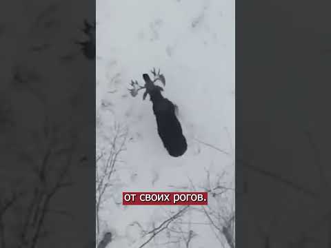 Видео: Карибу сбрасывают рога?