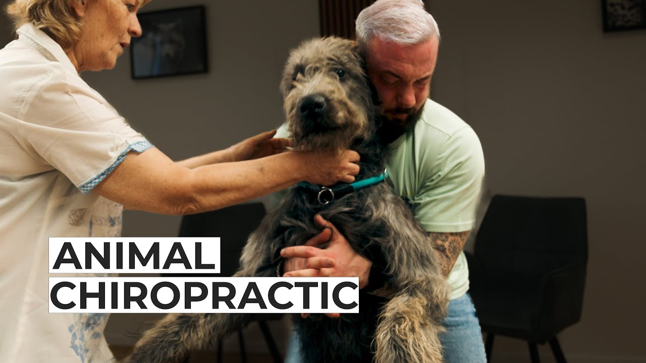 Wolfshunde müssen behandelt werden! 🐺 Dog Chiropractic