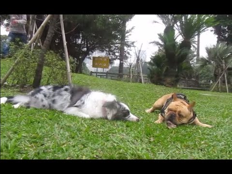 法國鬥牛犬與邊境牧羊犬 好朋友在玩耍