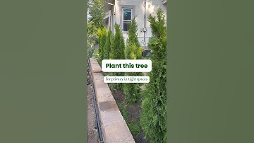 Emerald Green Arborvitae 🌲 Privacy for tight spaces #landscaping #gardening #evergreentree