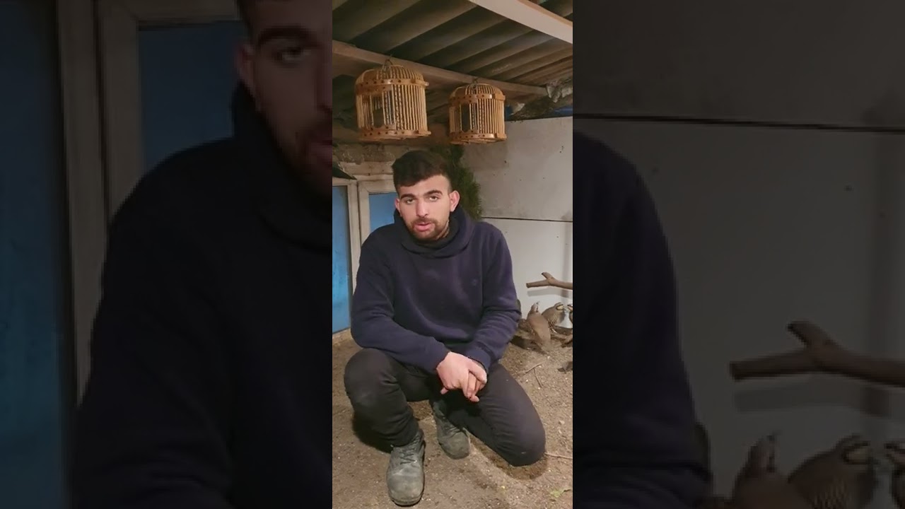 KEKLIK DISI ERKEK AYRIMI (DAĞ KEKLİĞİ VE ÇİFTLİK KEKLİGİ ARASINDA FARK VARMI)