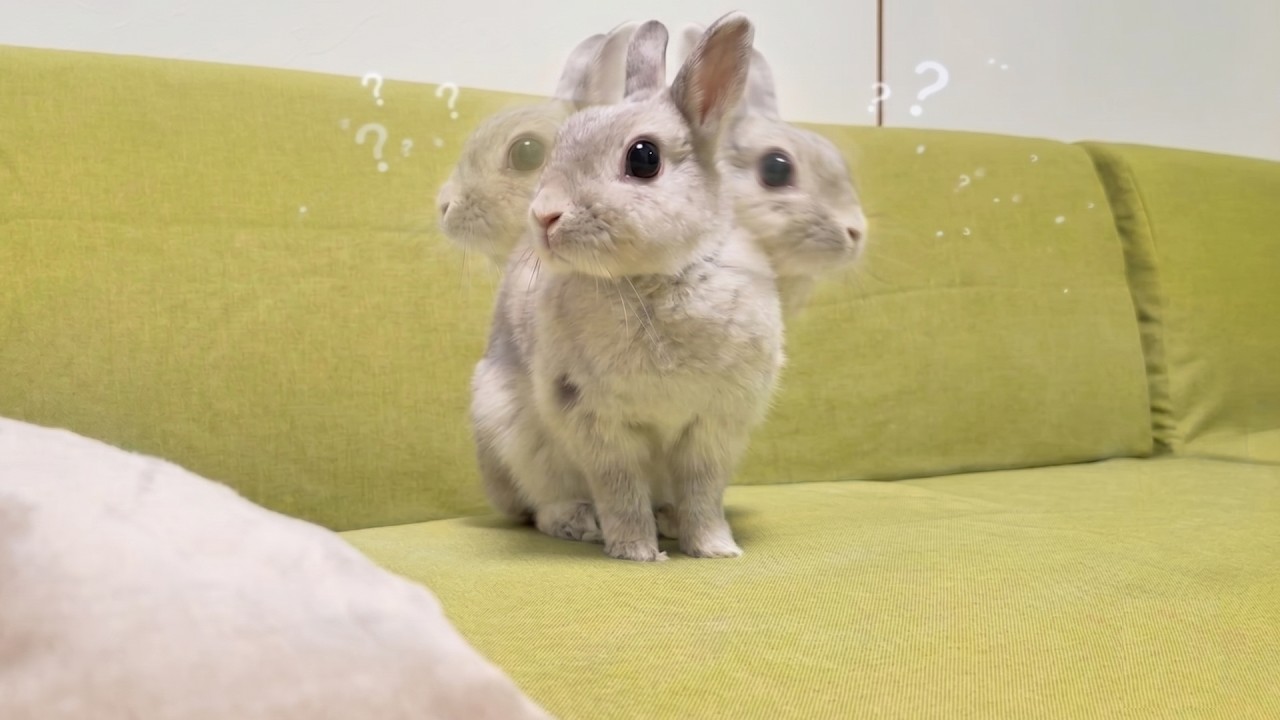 視界から飼い主がいなくなるたびにキョロキョロしちゃううさぎさんが 視界から飼い主がいなくなるたびにキョロキョロしちゃううさぎさんが