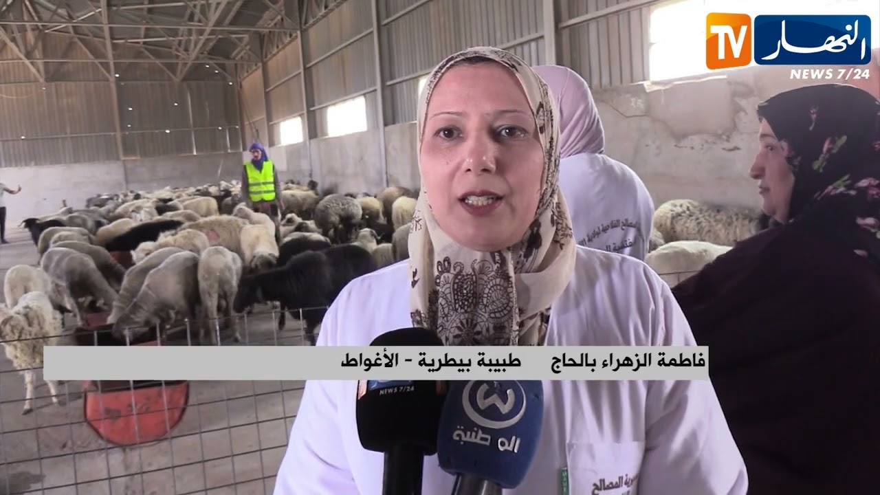 الأغواط: وصول أولى دفعات المواشي المستوردة قادمة من رومانيا