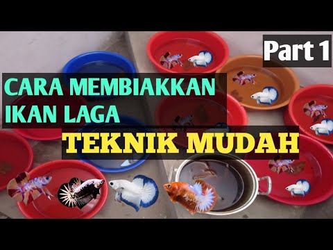 Cara membiakkan ikan Laga Malaysia//Betta malaysia