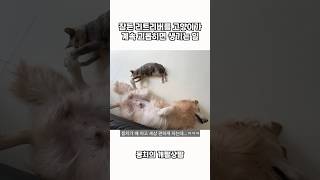 잠든 리트리버를 고양이가 계속 괴롭히면 생기는 일 ㅋㅋㅋ